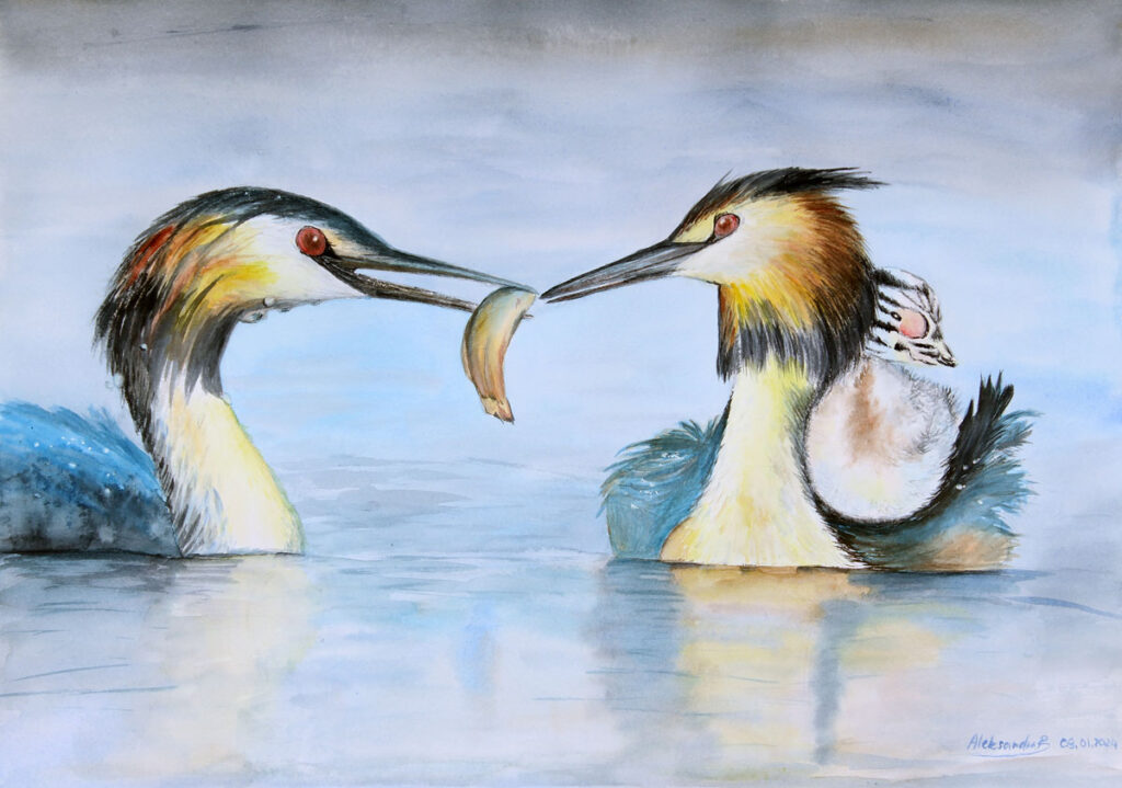 Akwarele Czarna Puma 10