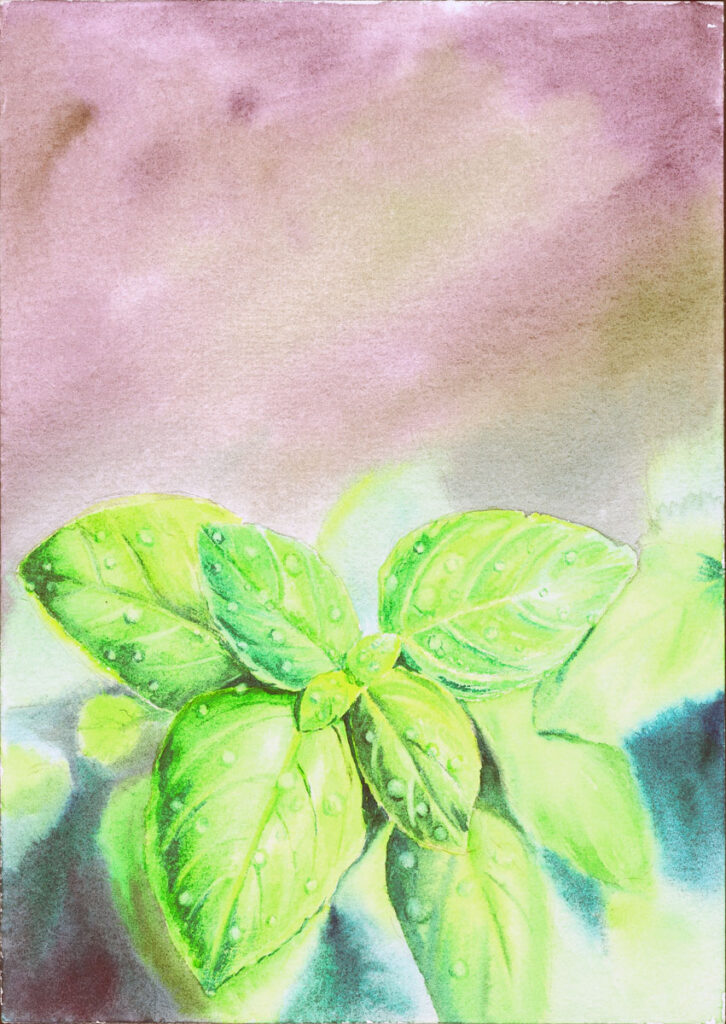 Akwarele Czarna Puma 14