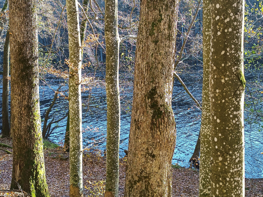 Lasoterapia Czarna Puma 01