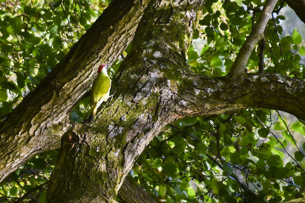 Lasoterapia Czarna Puma 02