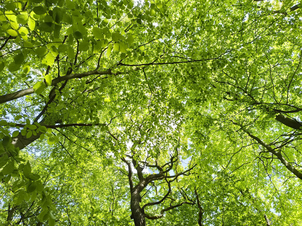 Lasoterapia Czarna Puma 05