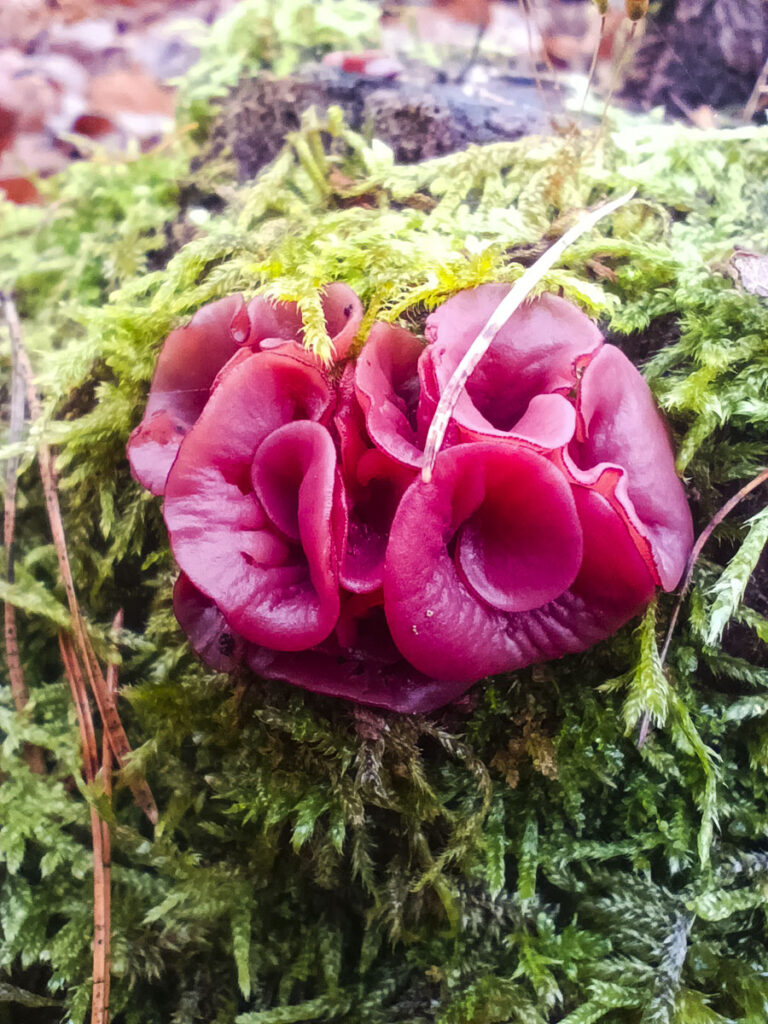 Lasoterapia Czarna Puma 08