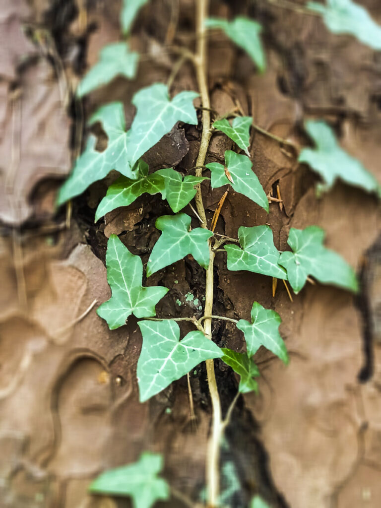 Lasoterapia Czarna Puma 09