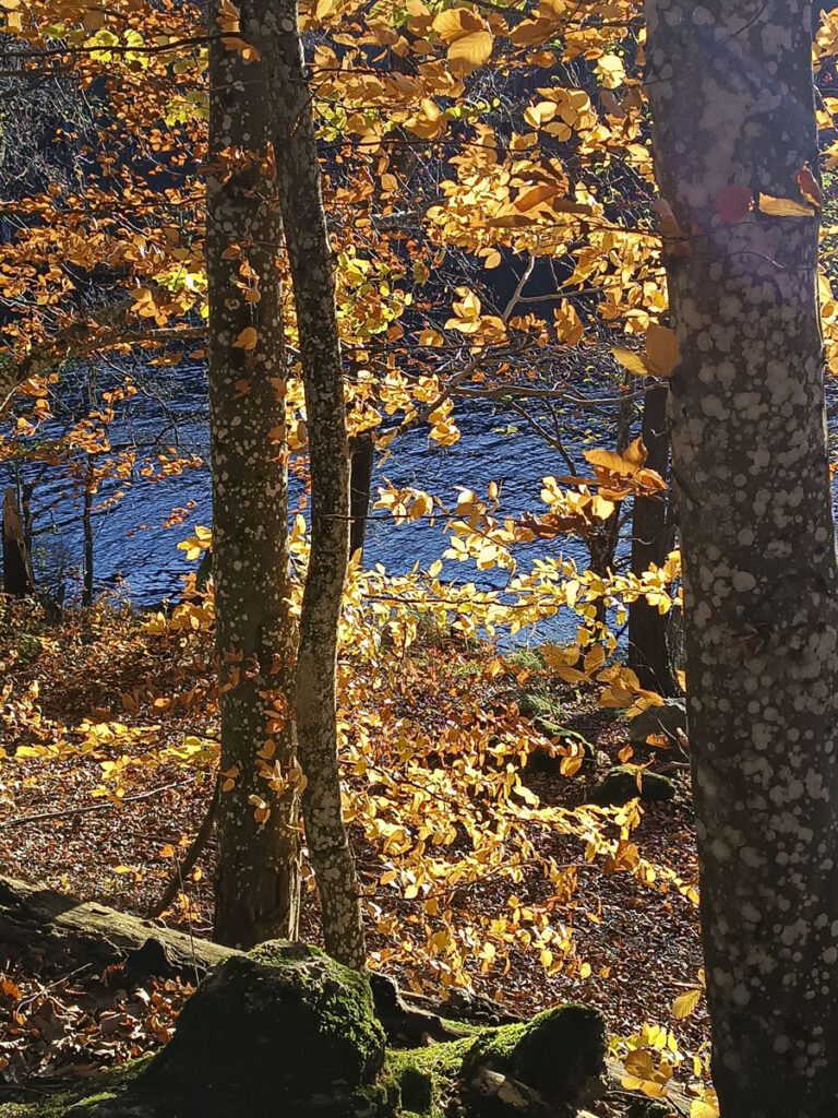 Lasoterapia Czarna Puma 10