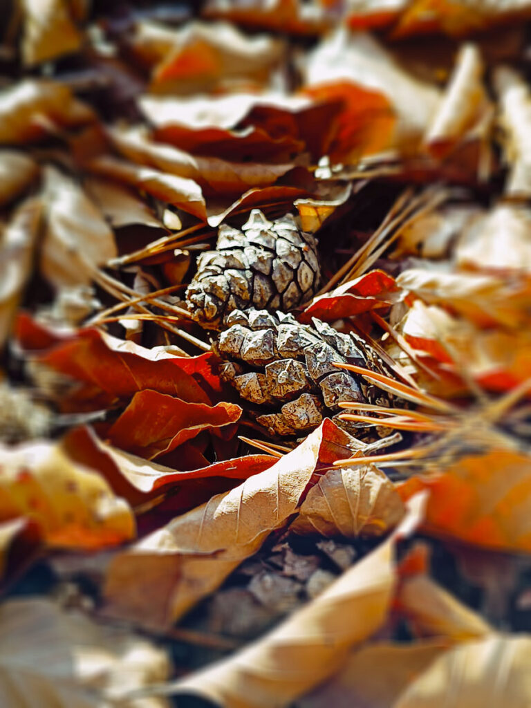 Lasoterapia Czarna Puma 11