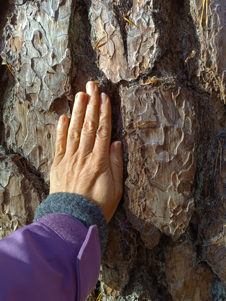 Lasoterapia Czarna Puma 12