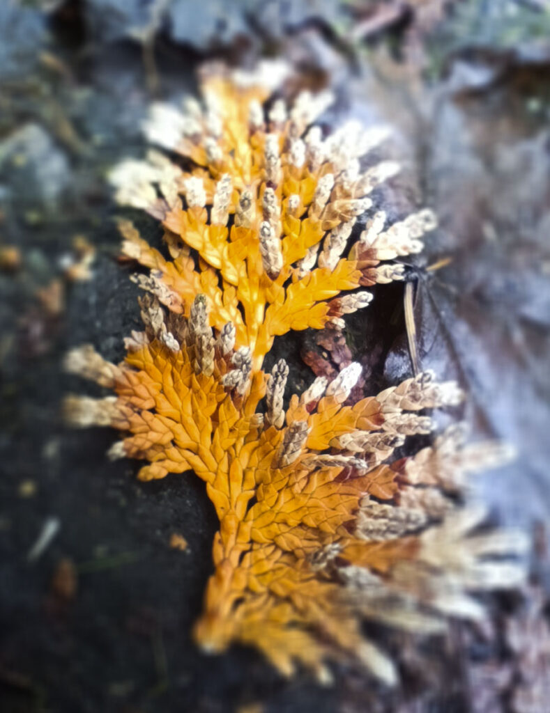 Lasoterapia Czarna Puma 13