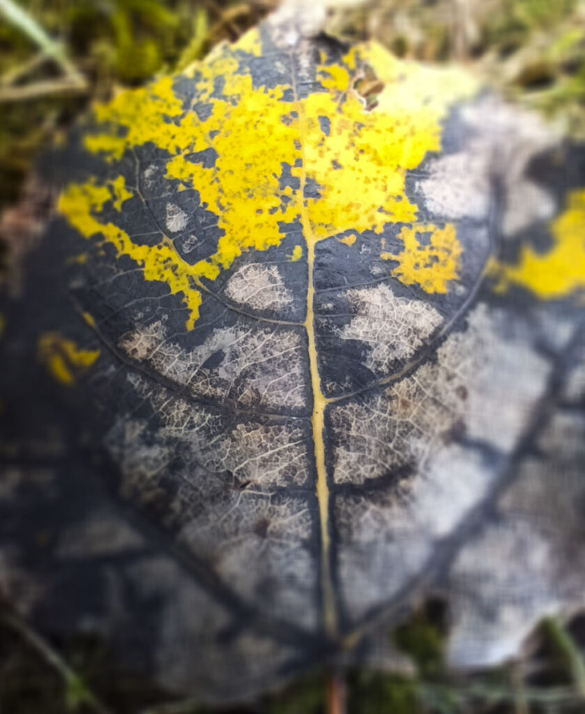 Lasoterapia Czarna Puma 14