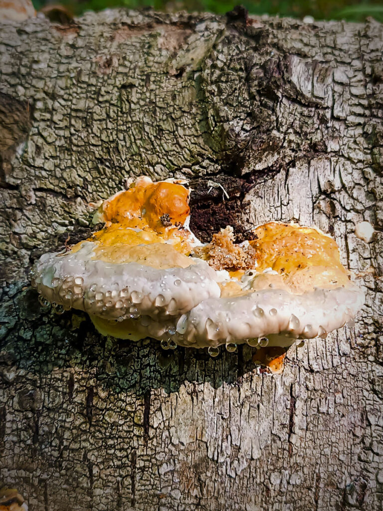 Lasoterapia Czarna Puma 19