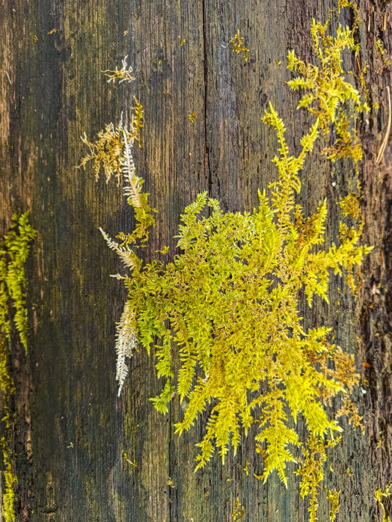 Lasoterapia Czarna Puma 24