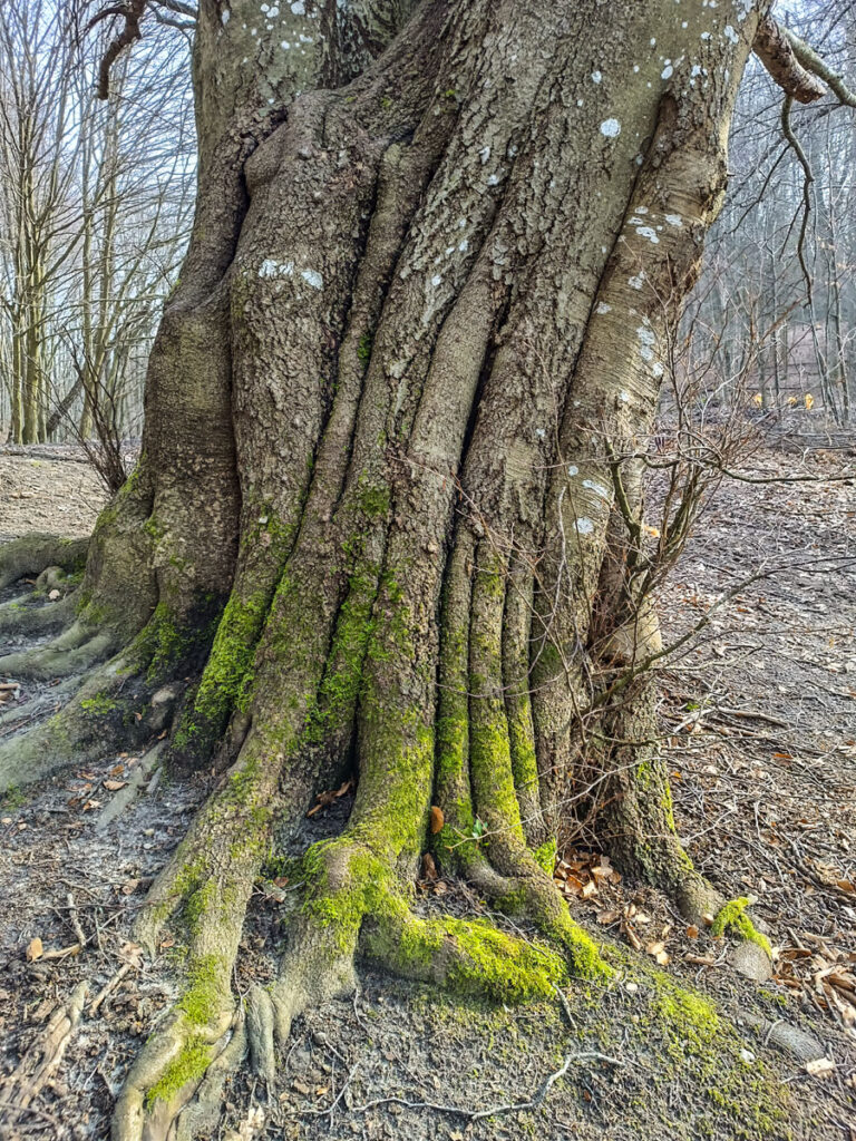 Lasoterapia Czarna Puma 26